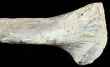 Mosasaur (Platecarpus) Rib Section With Shark Tooth Marks #49342-2